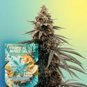 Tropical Mintz OG F1 Automatic (Zamnesia Seeds) feminized