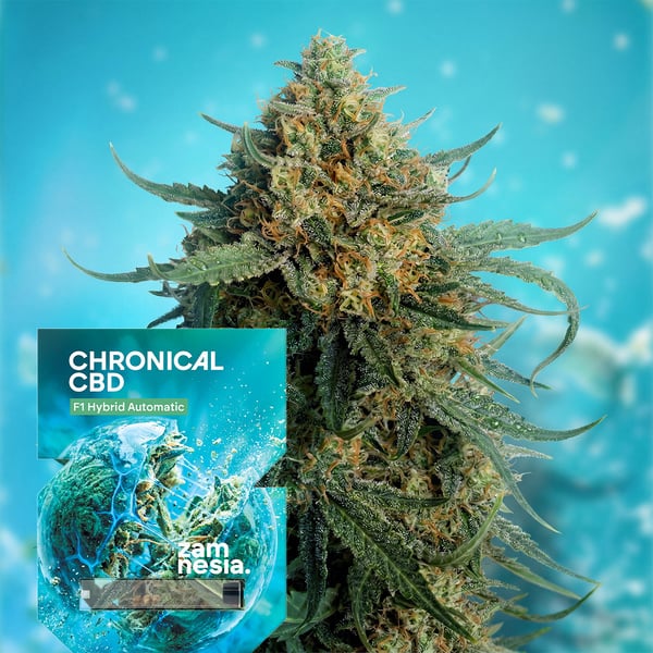 Chronical CBD F1 Automatic (Zamnesia Seeds) feminized