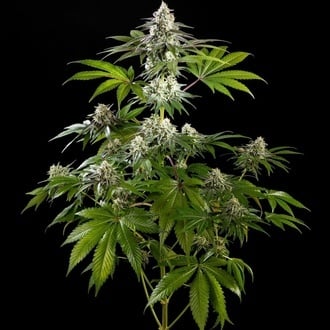Mexican Sativa (Kannabia) Feminized