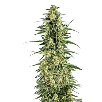 Permanent Whitemarker (Growers Choice) Feminized