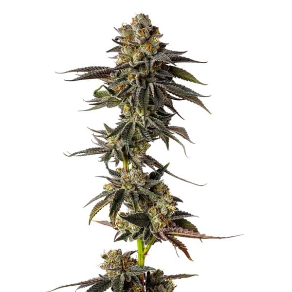 Toad Poison (Growers Choice) Feminized