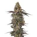 Triploid F1 Sticky Wasabi (Growers Choice) feminized