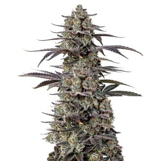 Triploid F1 Tropicana Cherry (Growers Choice) feminized