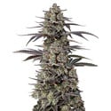Triploid F1 Tropicana Cherry (Growers Choice) feminized