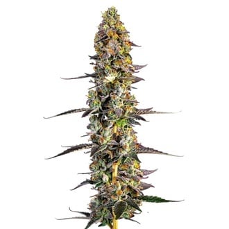 Unicorn Wagyu (Growers Choice) Feminized