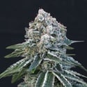 Death Roll (Exotic Seed) feminized
