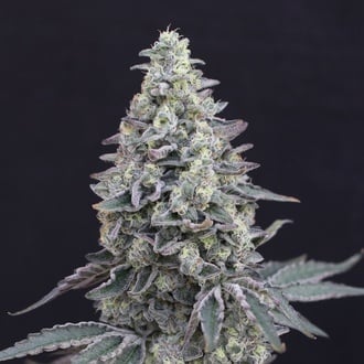 Georgia Cream Auto (Exotic Seed) feminized