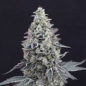 Georgia Cream Auto (Exotic Seed) feminized