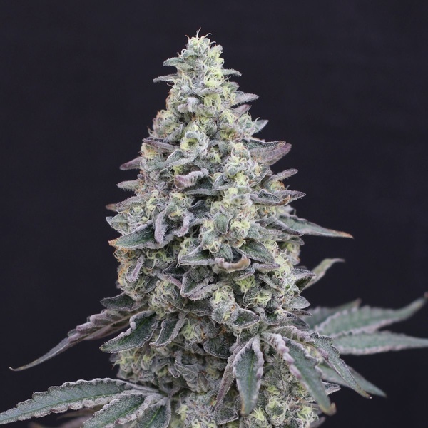 Georgia Cream Auto (Exotic Seed) feminized