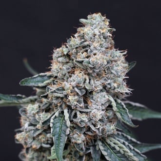 Quick Wash (Exotic Seed) feminized