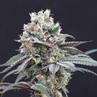 The Clash (Exotic Seed) feminized