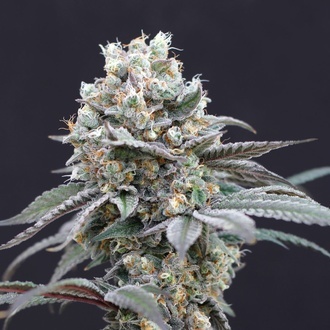 The Clash (Exotic Seed) feminized