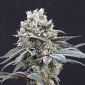 The Clash (Exotic Seed) feminized