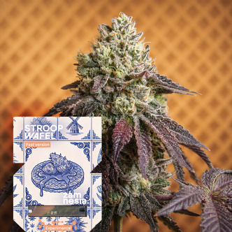 Stroopwafel Fast Version (Zamnesia Seeds) feminized