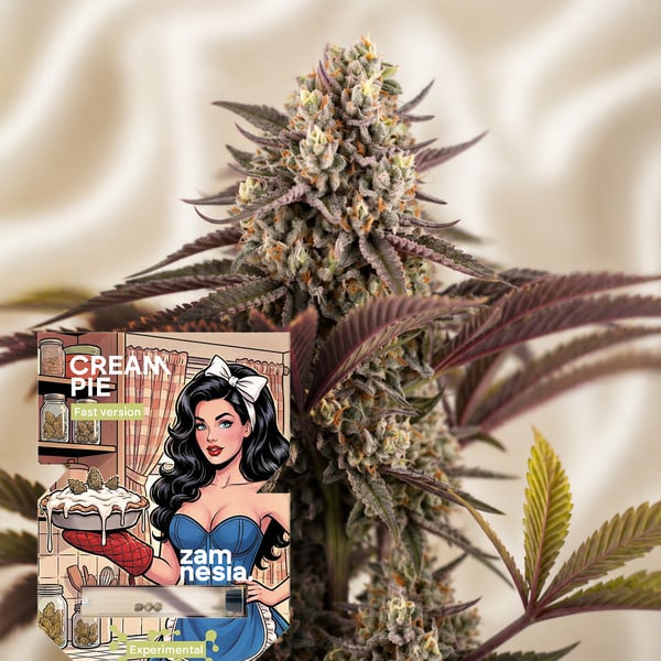 Cream Pie Fast Version (Zamnesia Seeds) feminized