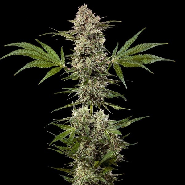 Banana Runtz F1 (Barney's Farm) feminized