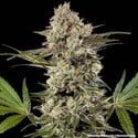 Banana Runtz F1 (Barney's Farm) feminized
