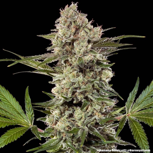 Banana Runtz F1 (Barney's Farm) feminized
