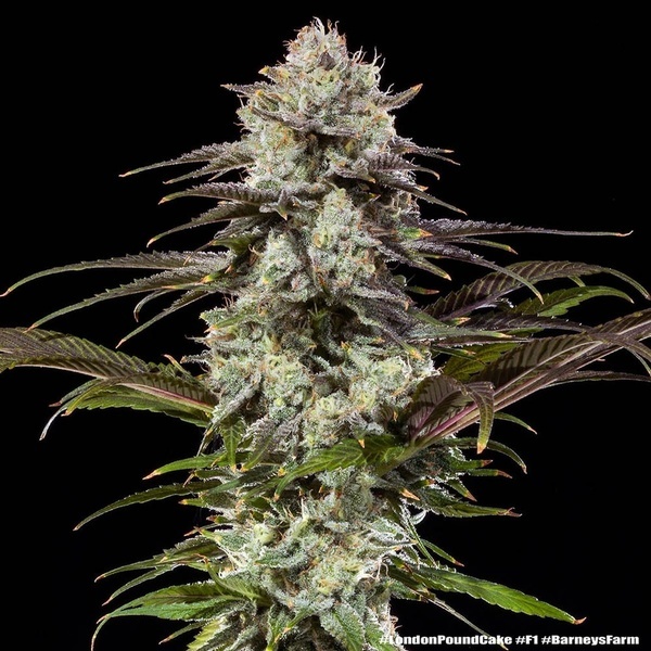 London Pound Cake F1 (Barney's Farm) feminized