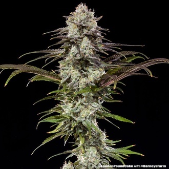 London Pound Cake F1 (Barney's Farm) feminized