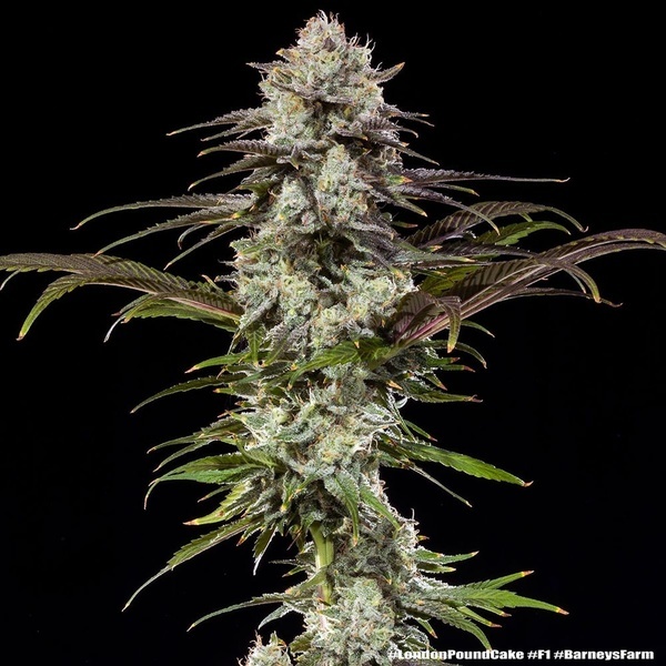 London Pound Cake F1 (Barney's Farm) feminized