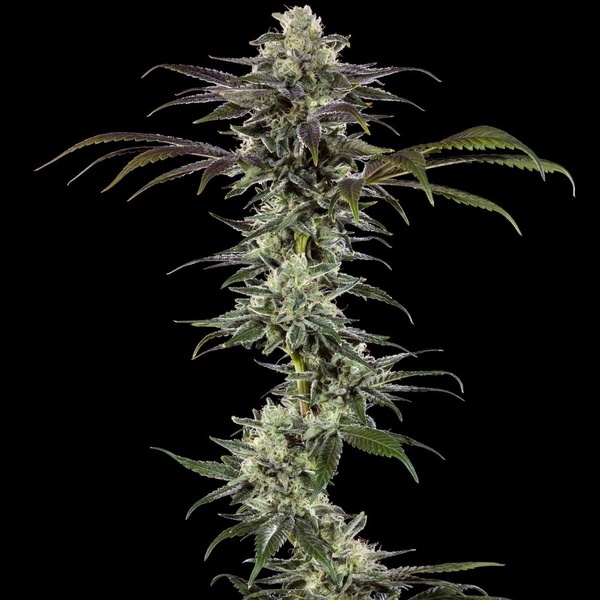RS11 F1 (Barney's Farm) feminized