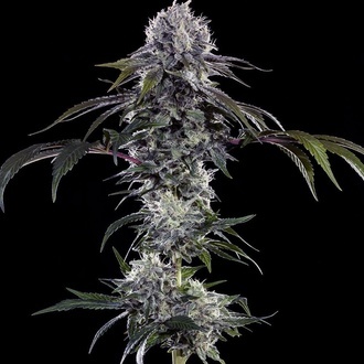 Durban Z F1 (Barney's Farm) feminized