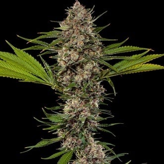 MAC 1 F1 (Barney's Farm) feminized