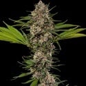 MAC 1 F1 (Barney's Farm) feminized