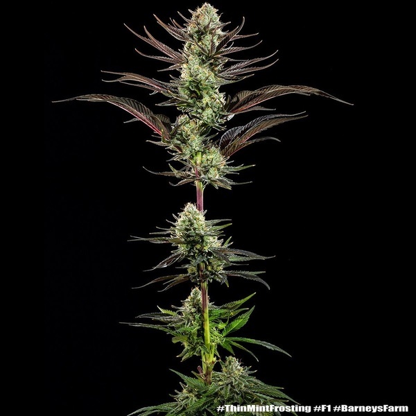Thin Mint Frosting F1 (Barney's Farm) feminized