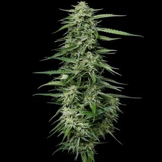 Blueberry Honey (Humboldt Seed Company) feminized