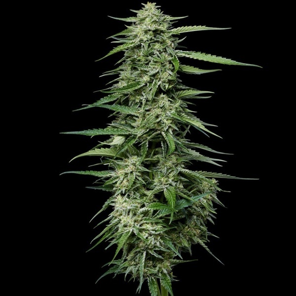 Blueberry Honey (Humboldt Seed Company) feminized