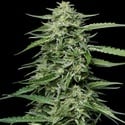 Blueberry Honey (Humboldt Seed Company) feminized