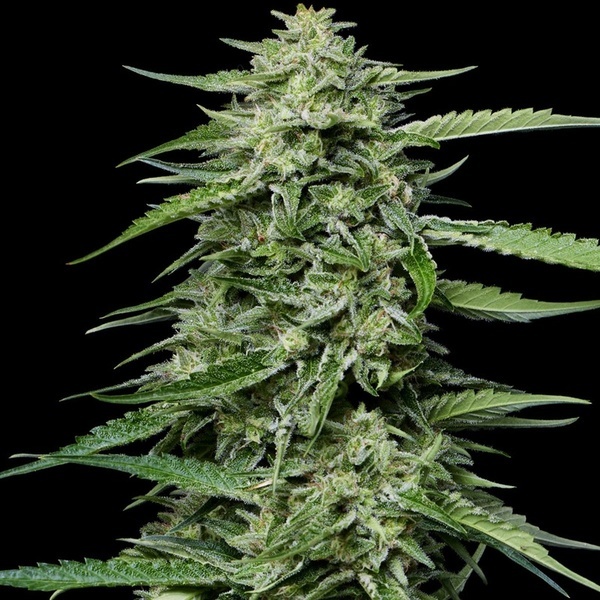 Blueberry Honey (Humboldt Seed Company) feminized