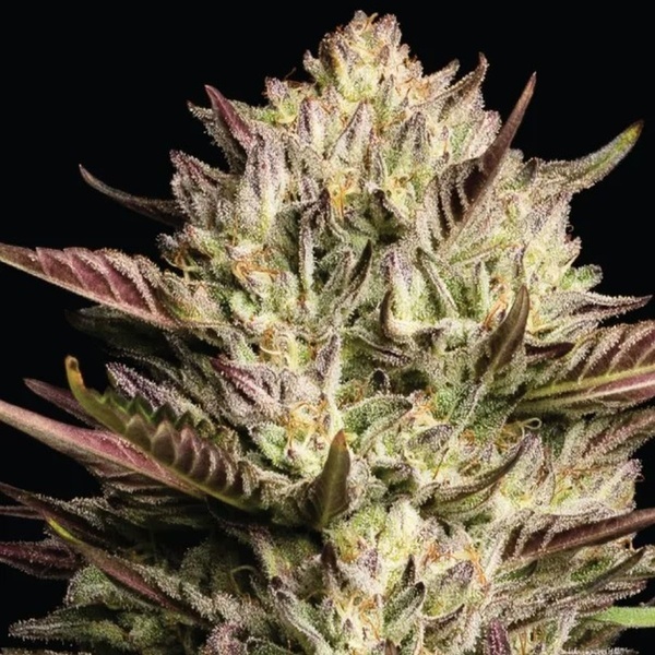 California Octane Triploid (Humboldt Seed Company) feminized