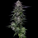 Candy Hustle (Humboldt Seed Company) feminized