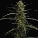Caribbean Queen (Humboldt Seed Company) feminized