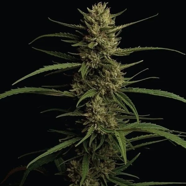 Caribbean Queen (Humboldt Seed Company) feminized