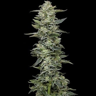 Honey Bear (Humboldt Seed Company) feminized