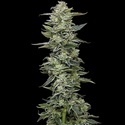 Honey Bear (Humboldt Seed Company) feminized