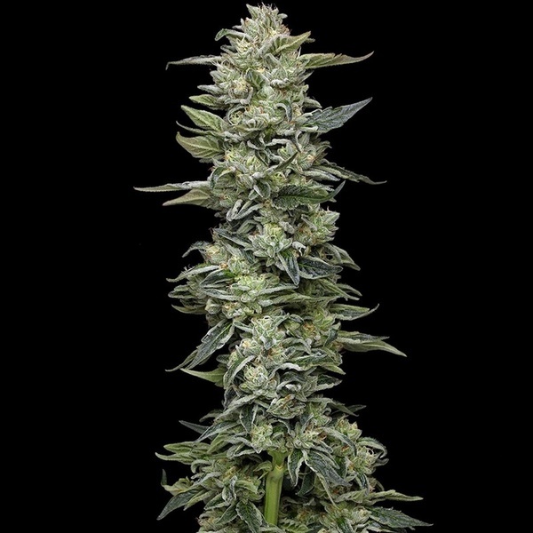 Honey Bear (Humboldt Seed Company) feminized