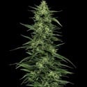 Limez (Humboldt Seed Company) feminized
