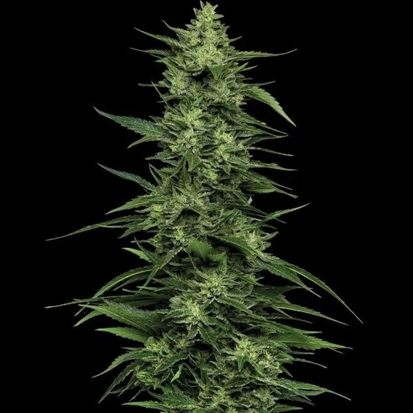 Limez (Humboldt Seed Company) feminized