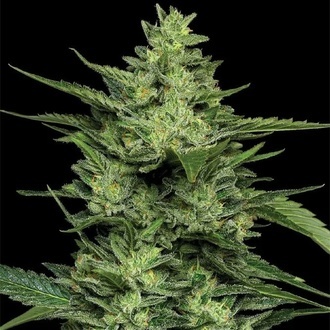 Limez (Humboldt Seed Company) feminized