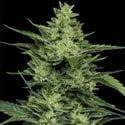 Limez (Humboldt Seed Company) feminized