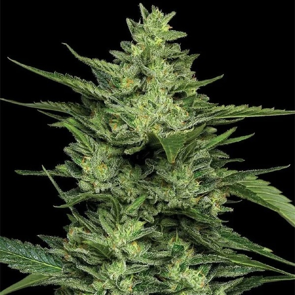 Limez (Humboldt Seed Company) feminized