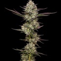 Puff Pastry (Humboldt Seed Company) feminized
