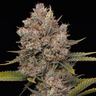 Hella Jelly Automatic (Humboldt Seed Company) feminized