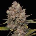 Hella Jelly Automatic (Humboldt Seed Company) feminized
