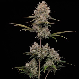 Hella Jelly Automatic (Humboldt Seed Company) feminized